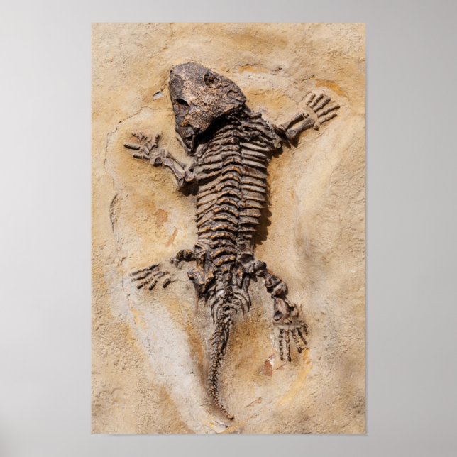 Dinosaur Fossil Poster (Front)