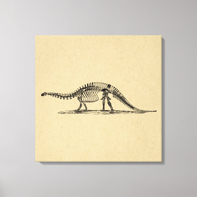 Dinosaur Skeleton Vintage Art Canvas Print (Front)