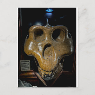 Dinosaur Skull Postcard