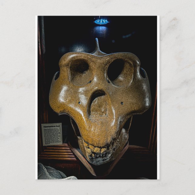 Dinosaur Skull  Postcard (Front)