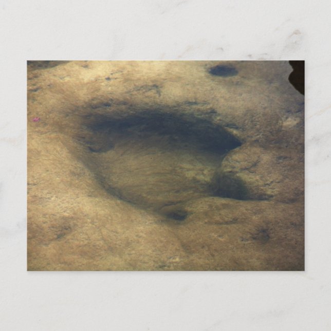 Dinosaur Tracks in Texas 2 postcard (Front)