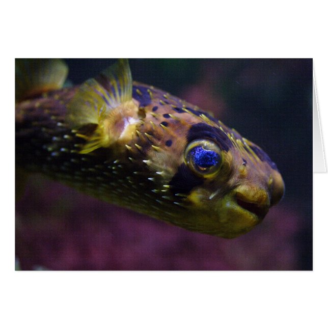 Diodon holocanthus (Front Horizontal)