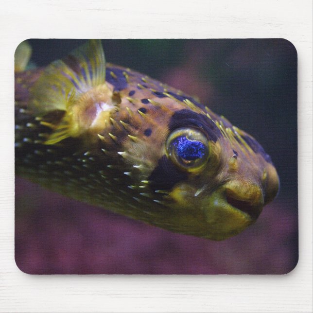 Diodon holocanthus mouse mat (Front)