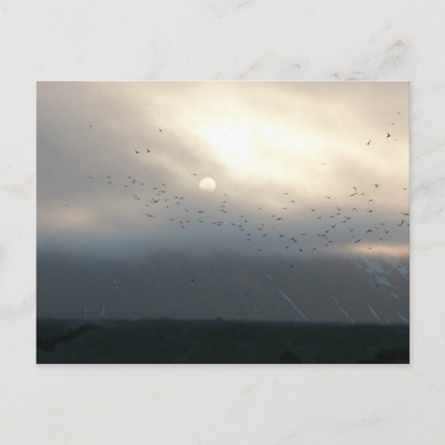 diomede 11 postcard (Front)