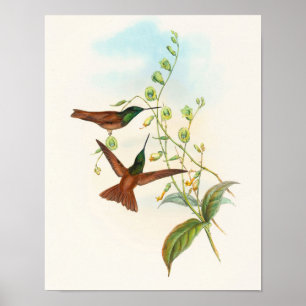 Diphogena Aurora Gould's Rainbow, John Gould Print