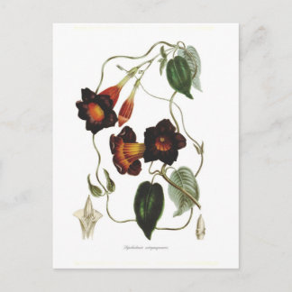 Dipladenia atropurpurea postcard