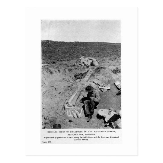 Diplodocus dinosaur dig art postcard