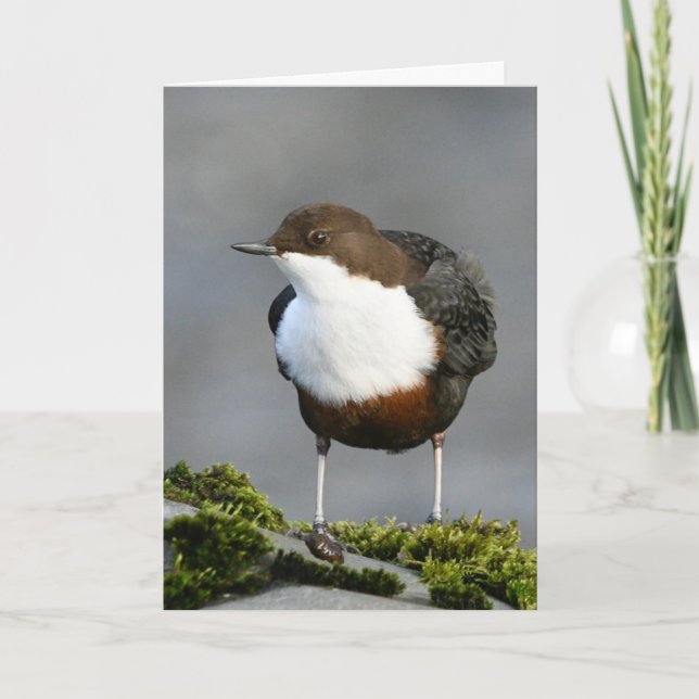 Dipper Perthshire Scotland Card (Front)