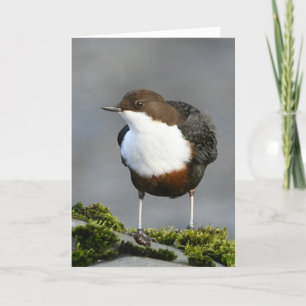 Dipper Perthshire Scotland Card