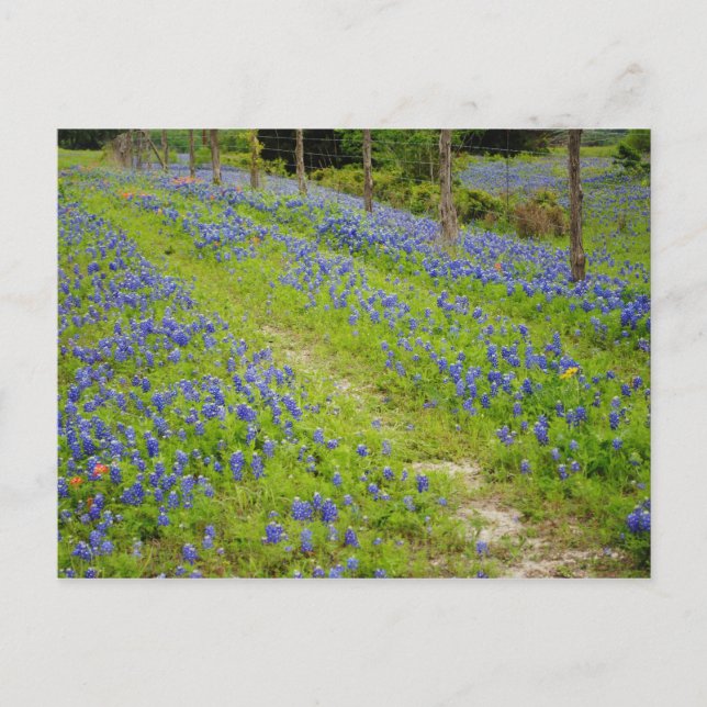 Dirt Roads Postcard (Front)