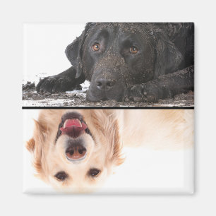 Dirty Dog Clean Dog Dishwasher Magnet