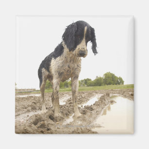 Dirty dog looking at tennis ball in mud magnet