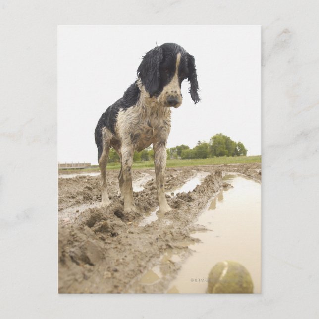 Dirty dog looking at tennis ball in mud postcard (Front)