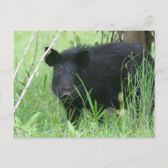 Dirty Nose Postcard (Front)