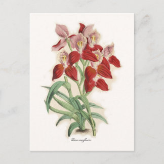 Disa uniflora postcard