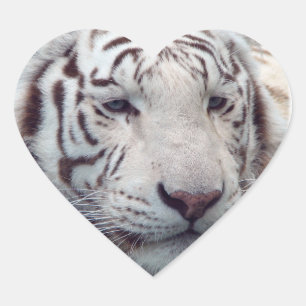 Disappearing Tigers Heart Sticker