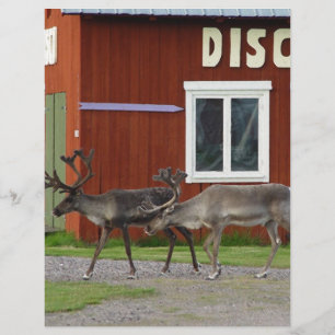 DISCO DEER