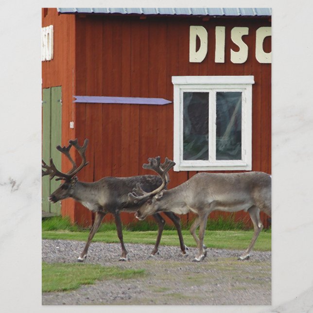 DISCO DEER (Front)