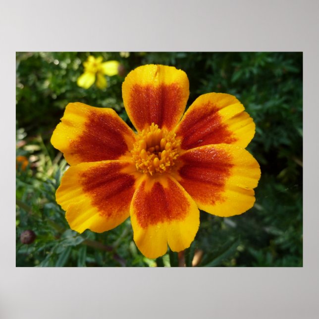 Disco Marigold Orange and Red Summer Flower Poster (Front)