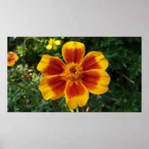 Disco Marigold Orange and Red Summer Flower Poster