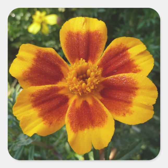 Disco Marigold Orange and Red Summer Flower Square Sticker (Front)
