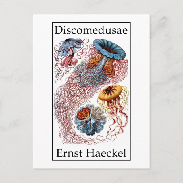 Discomedusae by Ernst Haeckel Postcard (Front)