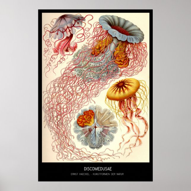Discomedusae – Plate 8 - Kunstformen der Natur Poster (Front)