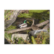 Discovery Park Ducks