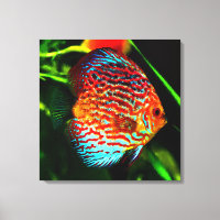 Discus aquarium fish canvas print