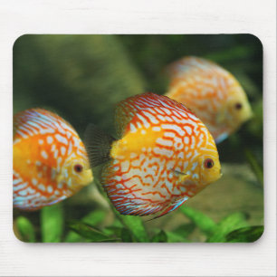 discus fish, aquarium, freshwater mouse mat