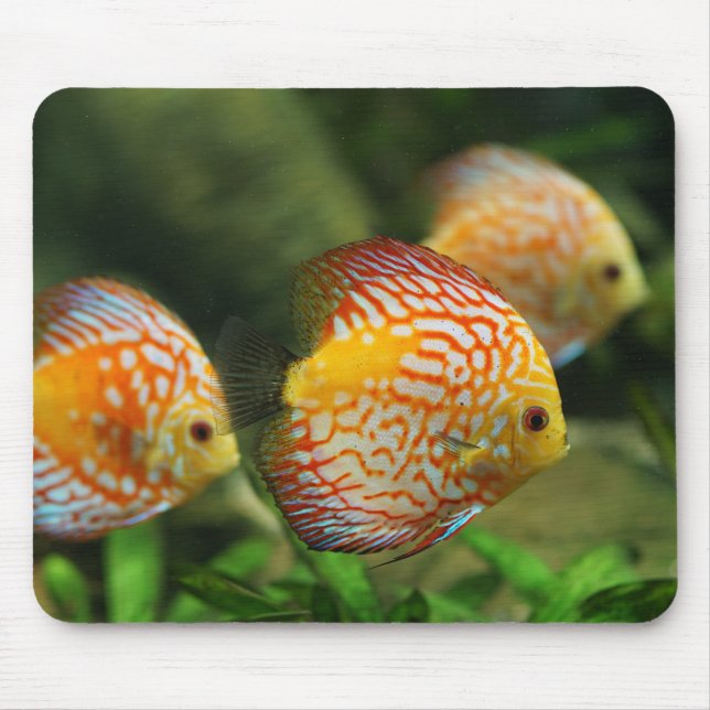 discus fish, aquarium, freshwater mouse mat (Front)
