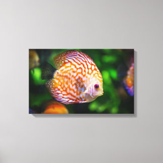 Discus fish canvas