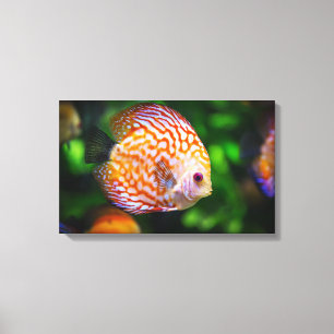Discus fish canvas print