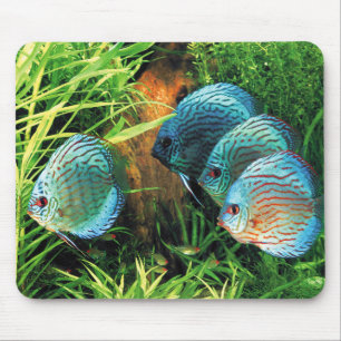 Discus Fish in aquatic plant aquqrium Mouse Mat