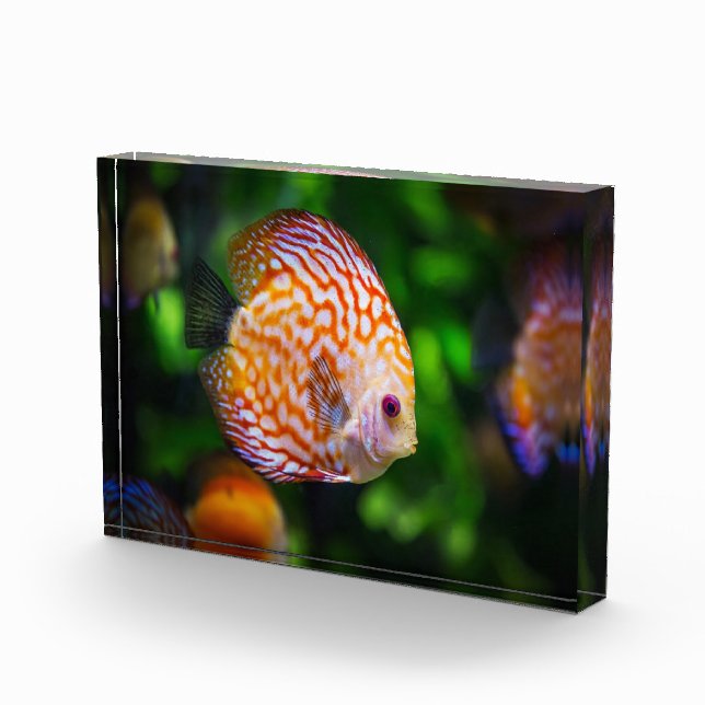 Discus fish photo block (Right)