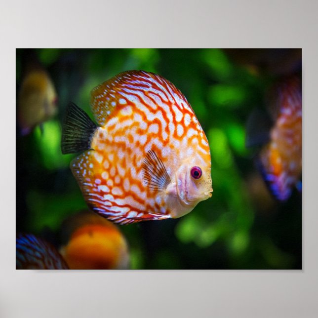 Discus fish poster (Front)