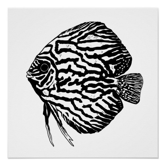 Discus fish print / poster (Front)