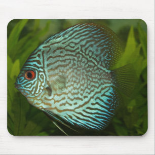 Discus - Symphysodon aequifasciata Mouse Mat