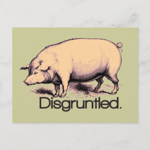 Disgruntled Pig Postcard