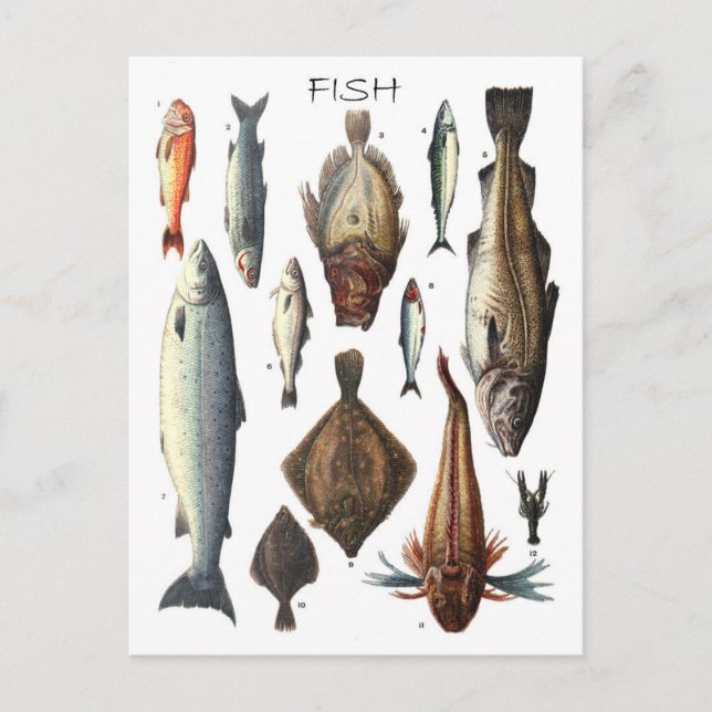 Display of different types of fish postcard (Front)
