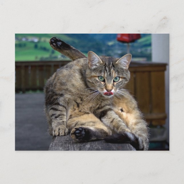 Disturbed While Cleaning Postcard (Front)