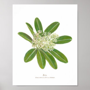 Dita (Alstonia scholaris) Ph Forest Blooms Poster