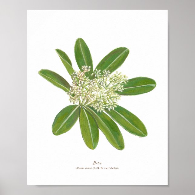 Dita (Alstonia scholaris) Ph Forest Blooms Poster (Front)