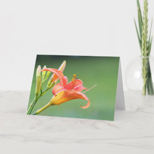 Ditch Lily Card