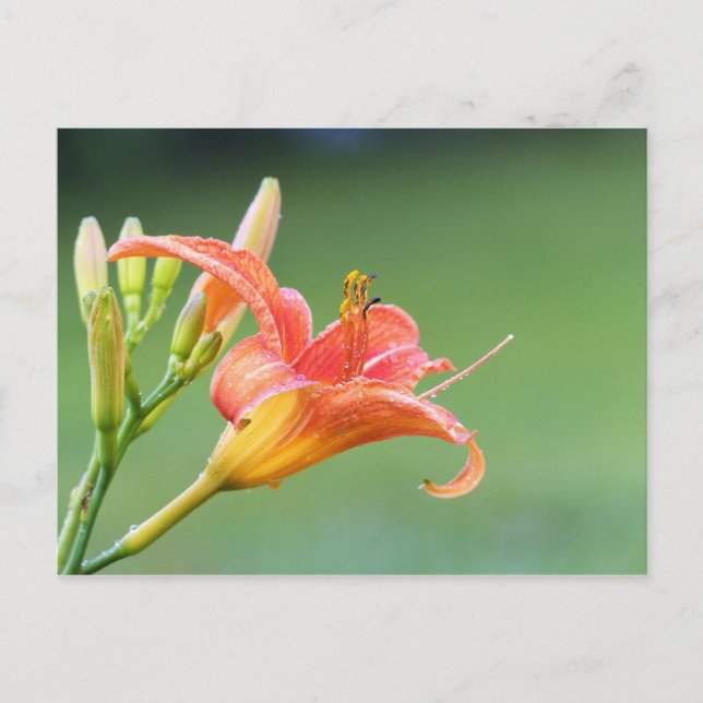 Ditch Lily Postcard (Front)