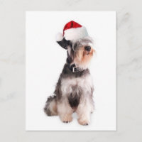 Ditzy Dogs~Original Postcard~Miniature Schnauzer