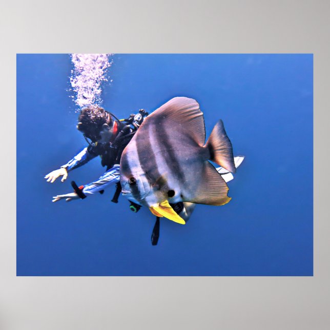 Diver and Batfish Poster (Front)