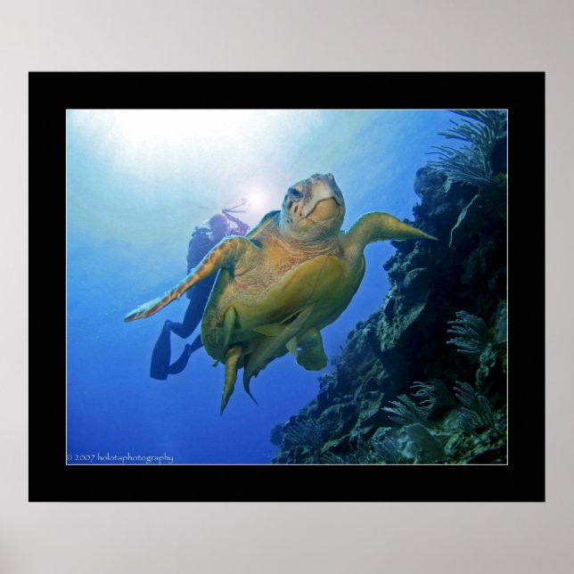 Diver and Turtle in Belise Poster (Front)