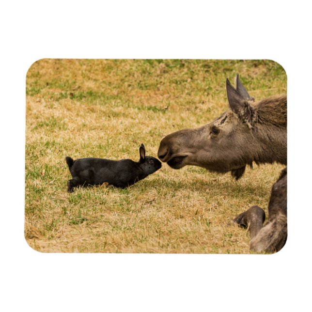 Diversity Magnet (Horizontal)