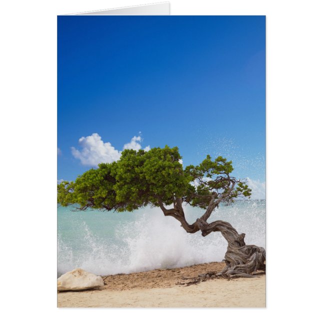 Divi Divi Tree, Eagle Beach, Aruba, Caribbean (Front)